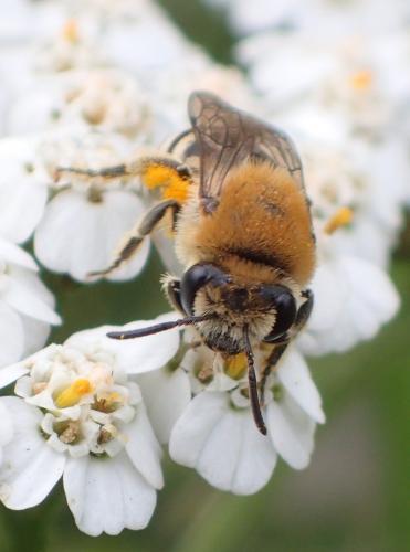 Réf. 239 776 : Colletes similis